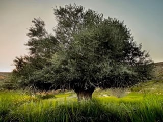 Full Day Tour Starting from Kalamata